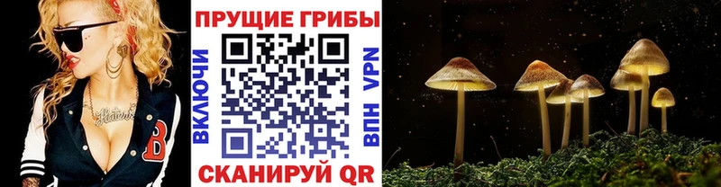 Псилоцибиновые грибы GOLDEN TEACHER  Онега 